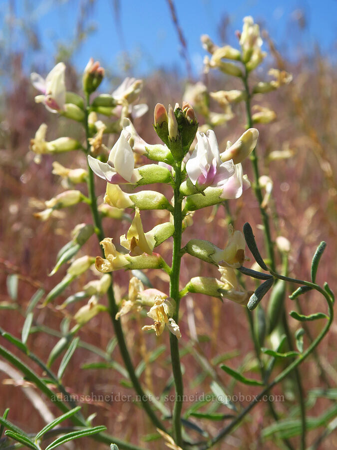 woody-pod milk-vetch (Astragalus sclerocarpus) [Umatilla National Wildlife Refuge, Benton County, Washington]