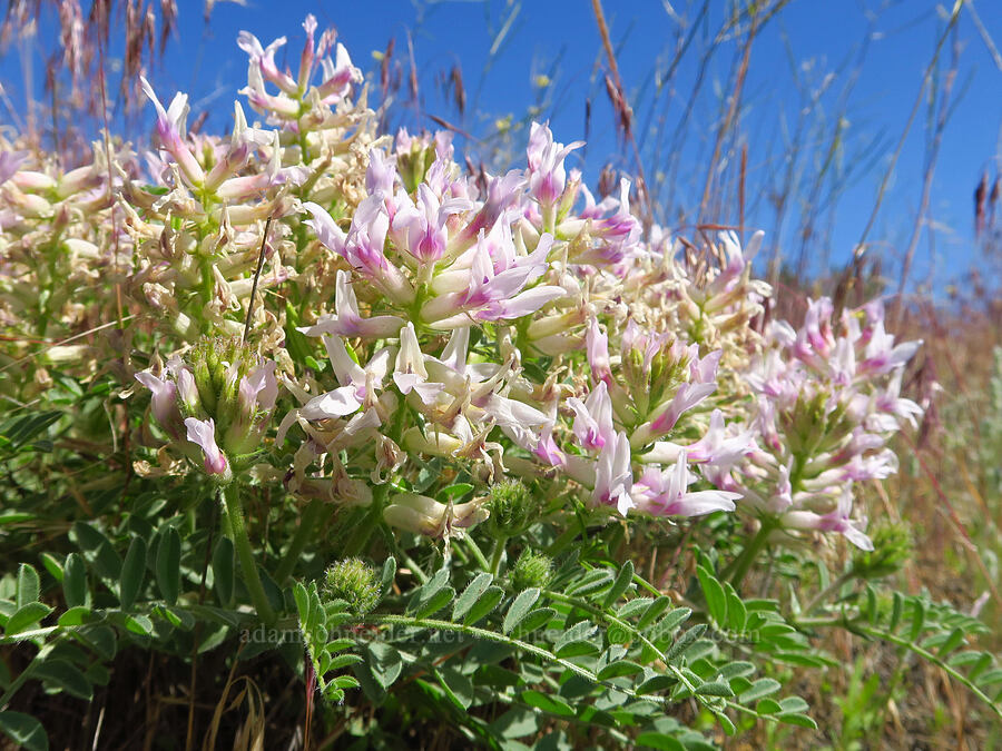 Columbia milk-vetch (Astragalus succumbens) [Umatilla National Wildlife Refuge, Benton County, Washington]