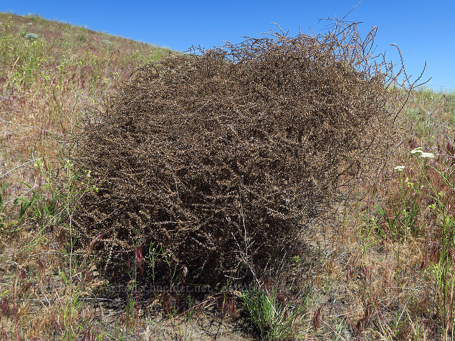 huge tumbleweed (Salsola tragus (Kali tragus)) [Sonova Road, Benton County, Washington]