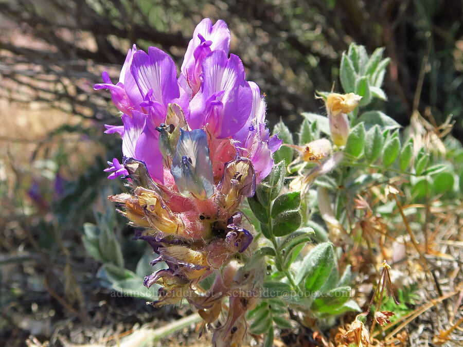 bent milk-vetch (Astragalus inflexus) [Highway 14, Klickitat County, Washington]