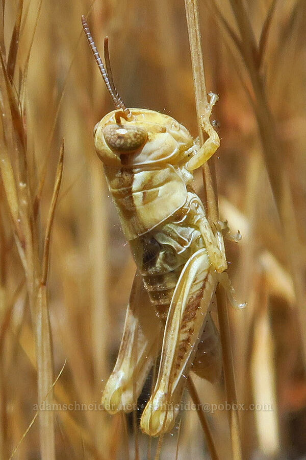 grasshopper nymph (Melanoplus sp.) [Highway 14, Klickitat County, Washington]