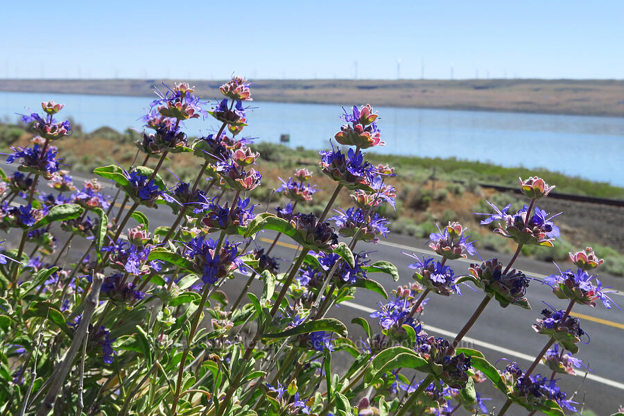 purple sage (Salvia dorrii) [Highway 14, Klickitat County, Washington]