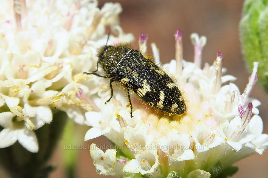 buprestid beetle on Douglas' pincushion (Acmaeodera idahoensis, Chaenactis douglasii) [Highway 14, Klickitat County, Washington]