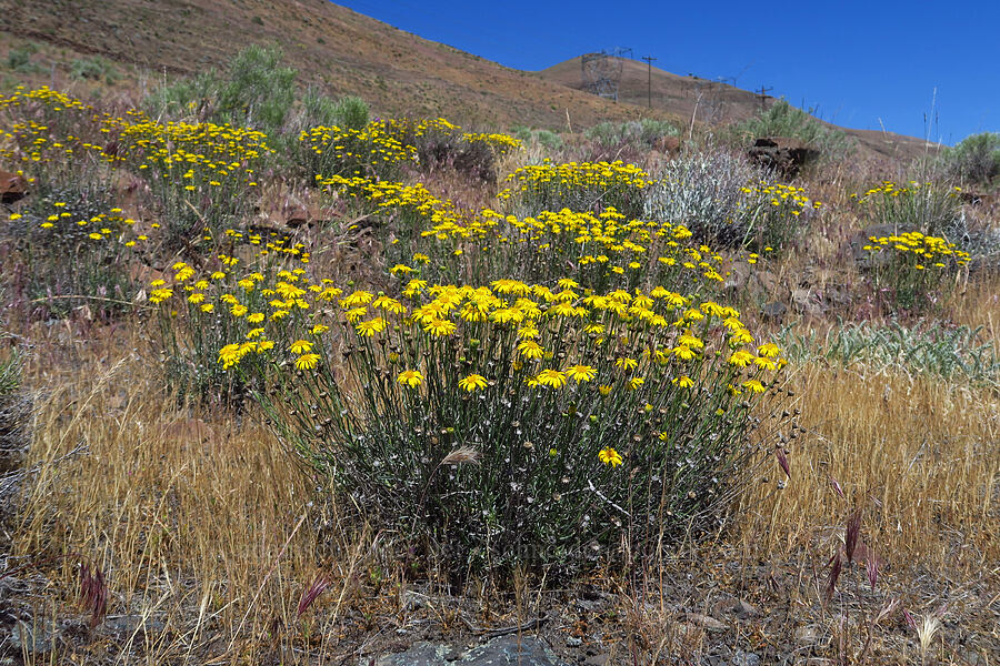 desert yellow daisies (Erigeron linearis) [Highway 14, Klickitat County, Washington]