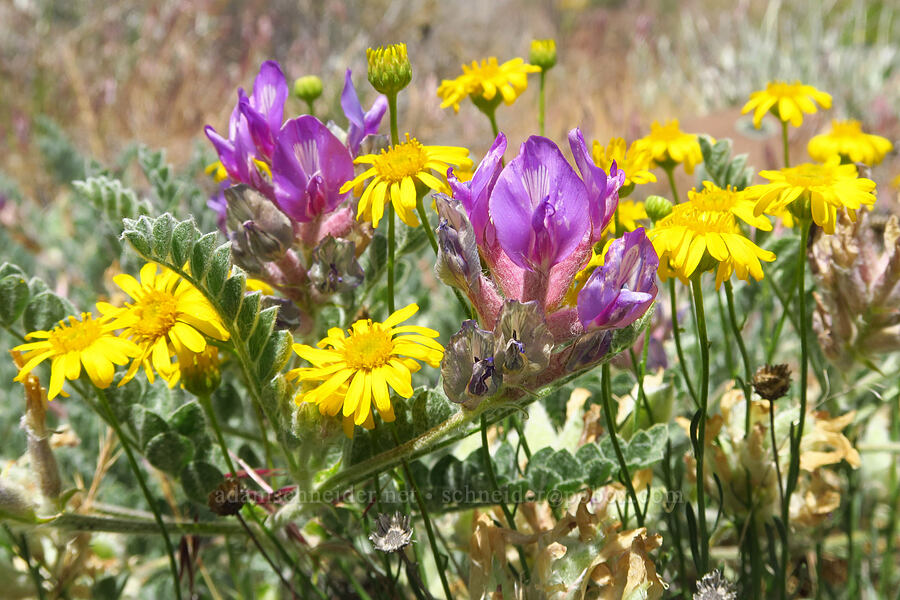 bent milk-vetch & desert yellow fleabane (Astragalus inflexus, Erigeron linearis) [Highway 14, Klickitat County, Washington]