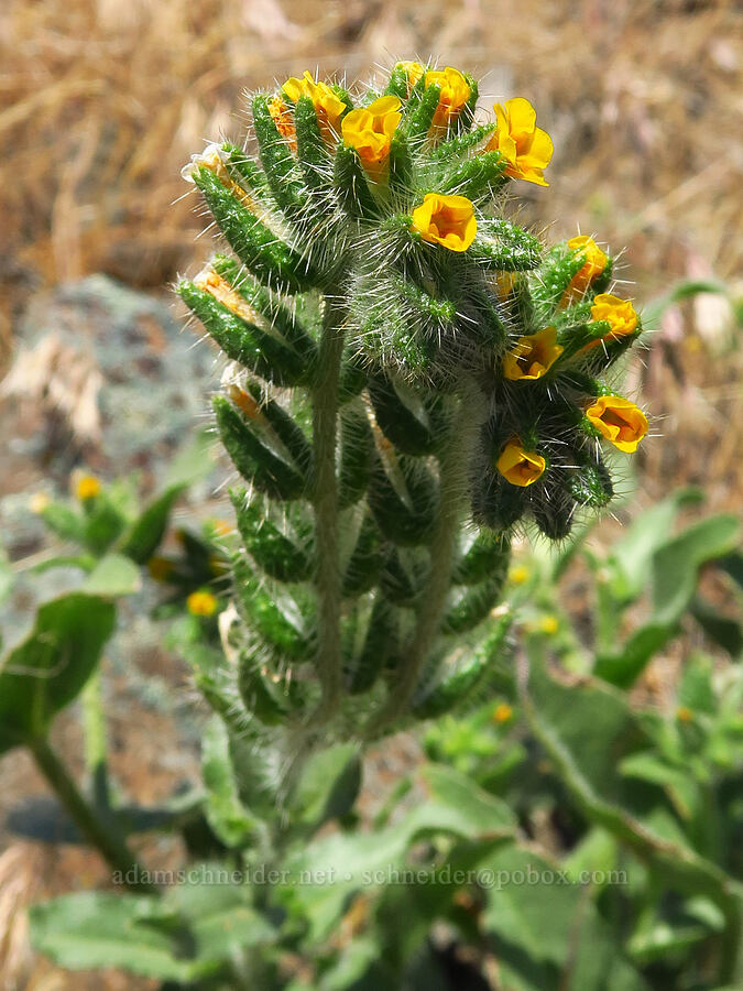 bristly fiddleneck (Amsinckia tessellata) [Highway 14, Klickitat County, Washington]