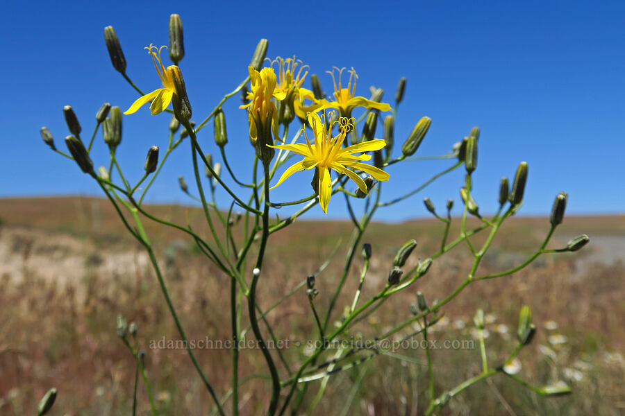 gray hawksbeard (Crepis intermedia) [Roosevelt Grade Road, Klickitat County, Washington]