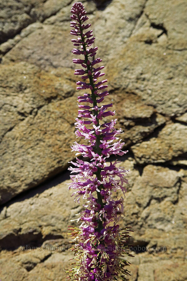 purple thelypody (Thelypodium laciniatum var. streptanthoides) [Roosevelt Grade Road, Klickitat County, Washington]