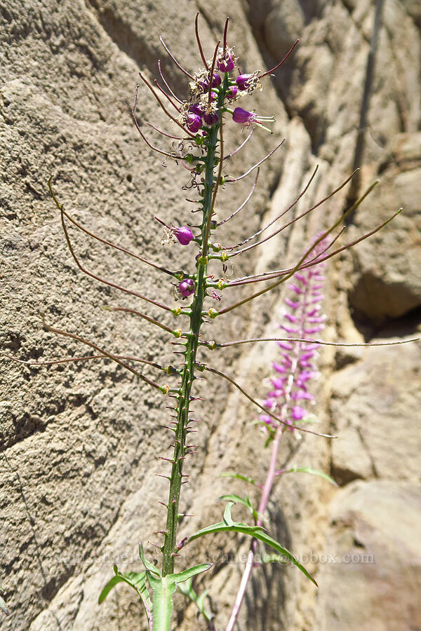 purple thelypody (Thelypodium laciniatum var. streptanthoides) [Roosevelt Grade Road, Klickitat County, Washington]