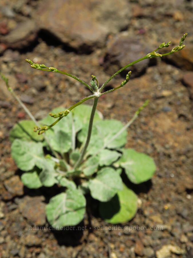 buckwheat (which?) (Eriogonum sp.) [Roosevelt Grade Road, Klickitat County, Washington]