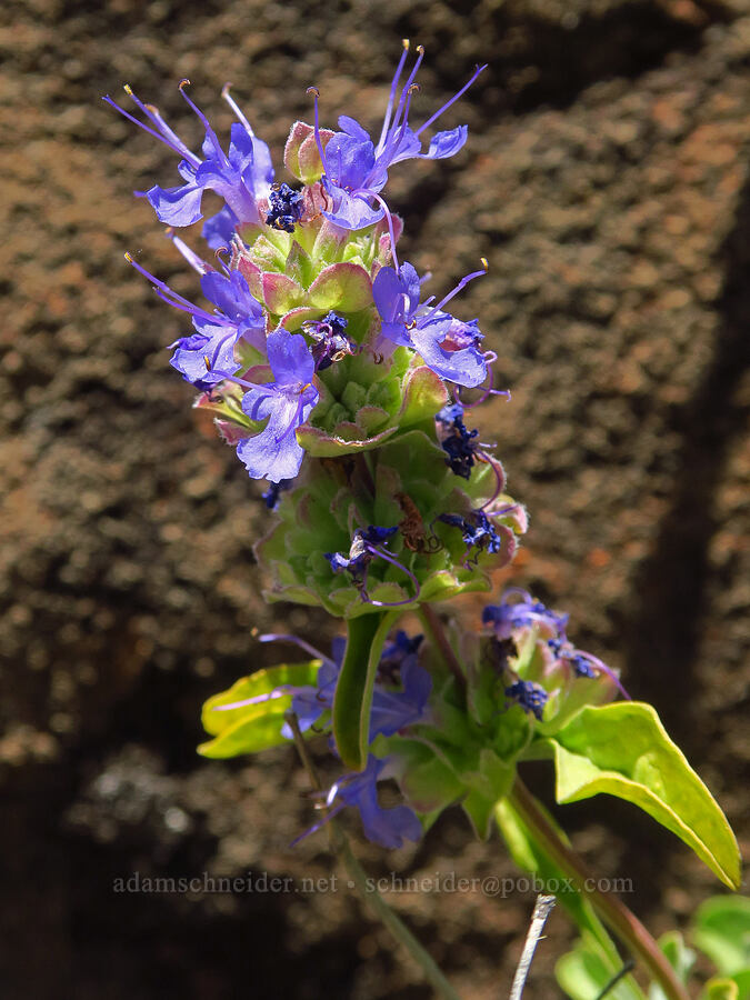 purple sage (Salvia dorrii) [Roosevelt Grade Road, Klickitat County, Washington]