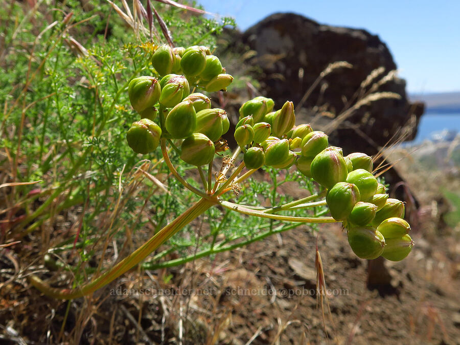 pungent desert parsley, going to seed (Lomatium papilioniferum (Lomatium grayi)) [Roosevelt Grade Road, Klickitat County, Washington]