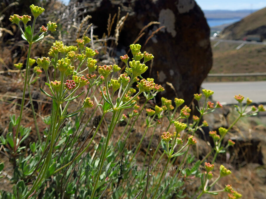 rock buckwheat, budding (Eriogonum sphaerocephalum var. sphaerocephalum) [Roosevelt Grade Road, Klickitat County, Washington]