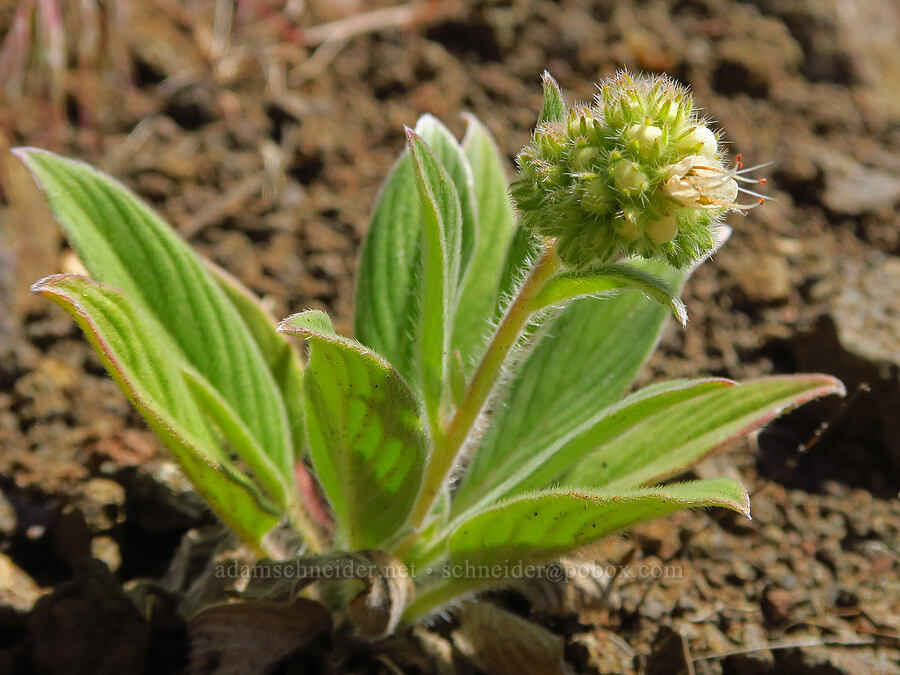 silver-leaf phacelia (Phacelia hastata) [Roosevelt Grade Road, Klickitat County, Washington]