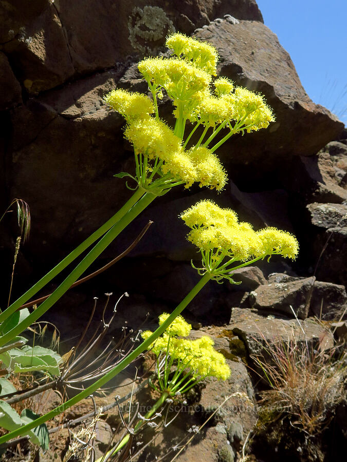 yellow heart-leaf buckwheat (Eriogonum compositum) [Roosevelt Grade Road, Klickitat County, Washington]