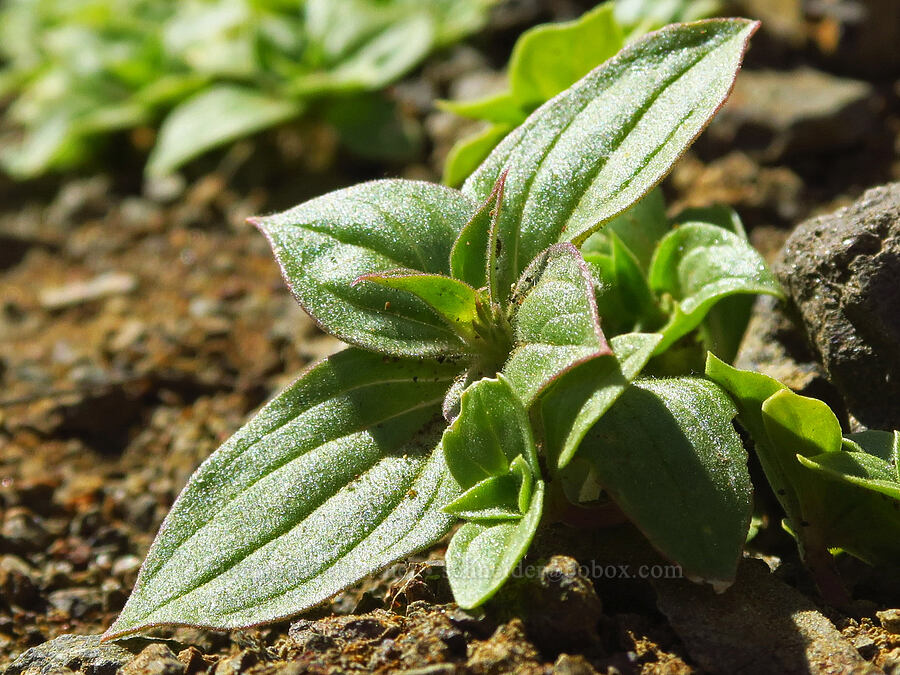 Nesom's monkeyflower leaves (Diplacus cusickioides (Mimulus cusickii)) [Roosevelt Grade Road, Klickitat County, Washington]