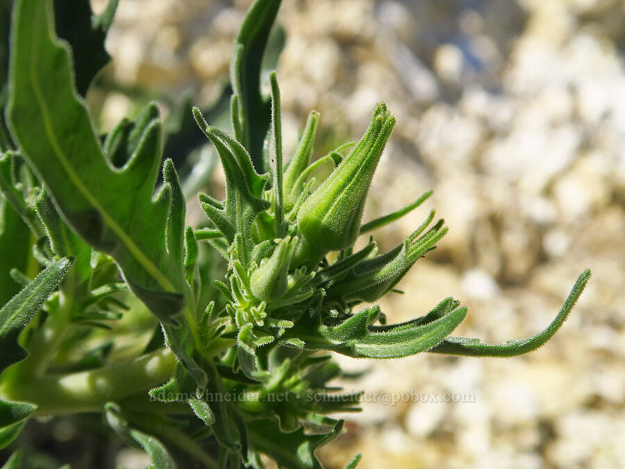 giant blazing-star, budding (Mentzelia laevicaulis) [Roosevelt Grade Road, Klickitat County, Washington]