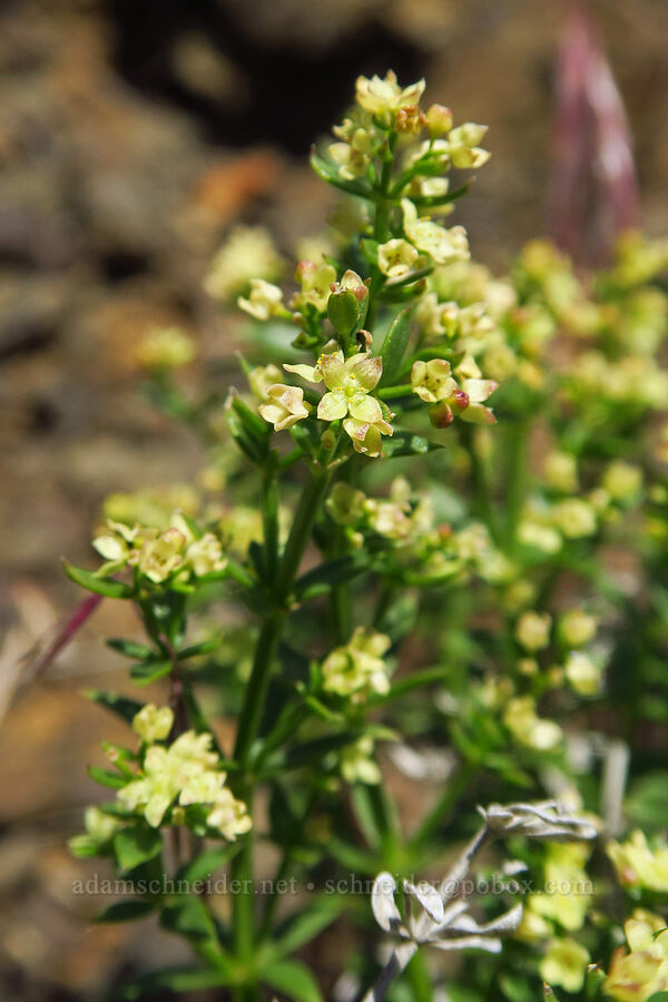 intermountain bedstraw (Galium serpenticum (Galium multiflorum)) [Roosevelt Grade Road, Klickitat County, Washington]