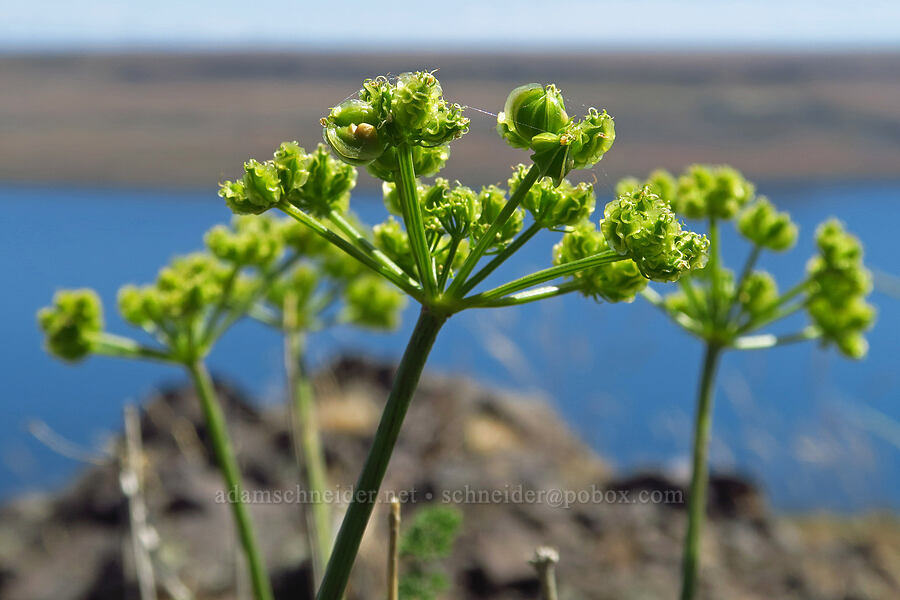 turpentine spring-parsley, going to seed (Cymopterus terebinthinus (Pteryxia terebinthina)) [Roosevelt Grade Road, Klickitat County, Washington]