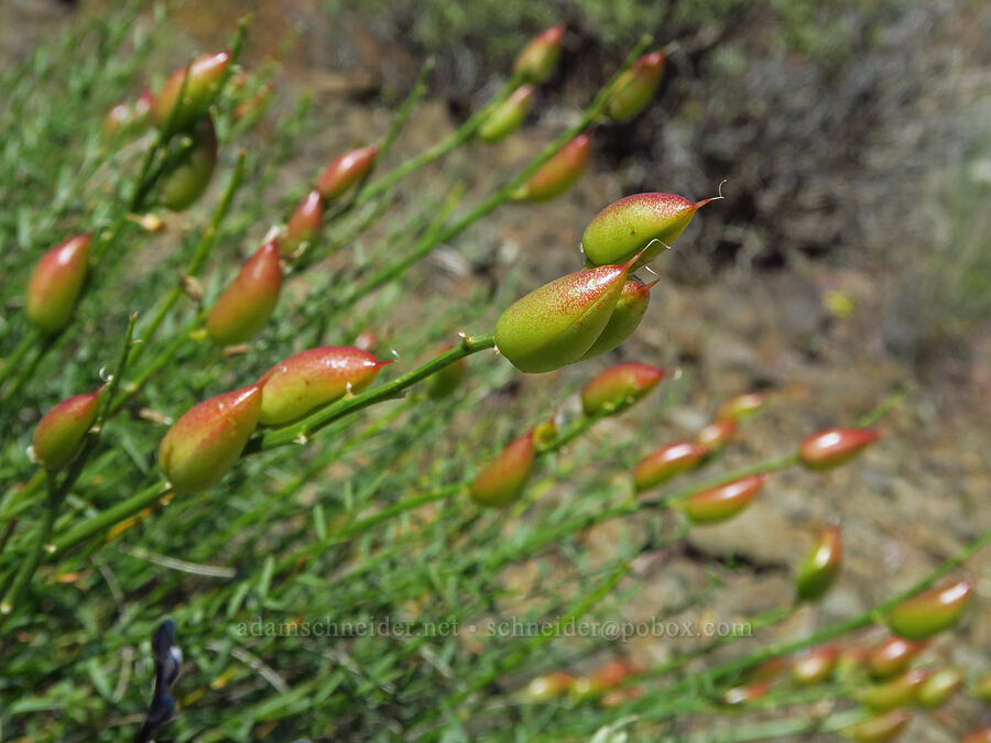 Yakima milk-vetch pods (Astragalus reventiformis) [Roosevelt Grade Road, Klickitat County, Washington]