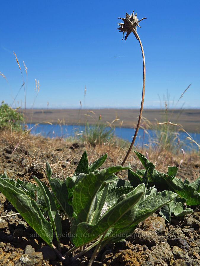 serrate balsamroot, going to seed (Balsamorhiza serrata) [Roosevelt Grade Road, Klickitat County, Washington]