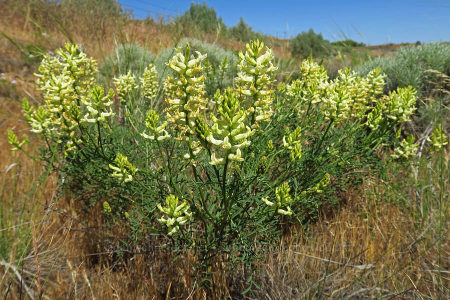 Tweedy's milk-vetch (Astragalus tweedyi) [Highway 14, Klickitat County, Washington]