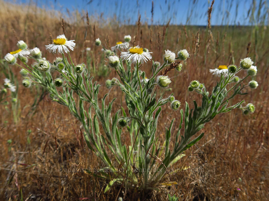 shaggy fleabane (Erigeron pumilus var. intermedius) [Highway 14, Klickitat County, Washington]