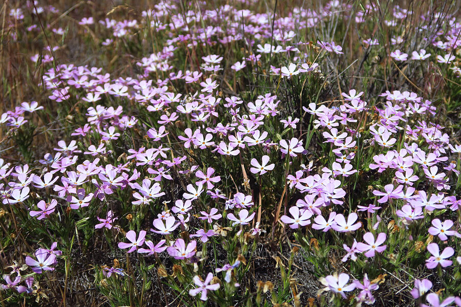 long-leaf phlox (Phlox longifolia) [Highway 14, Klickitat County, Washington]