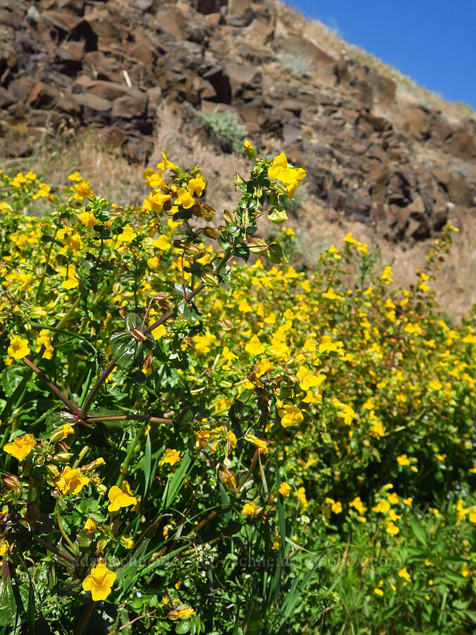 yellow monkeyflower (Erythranthe guttata (Mimulus guttatus)) [Highway 14, Klickitat County, Washington]