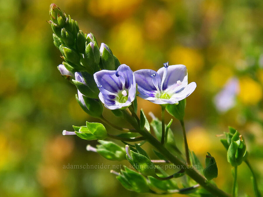 water speedwell (Veronica anagallis-aquatica) [Highway 14, Klickitat County, Washington]