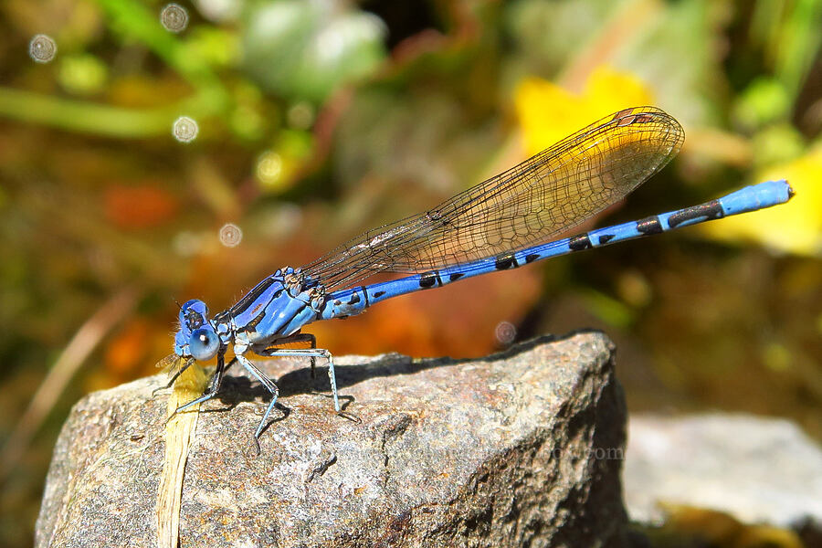 vivid dancer damselfly (Argia vivida) [Highway 14, Klickitat County, Washington]