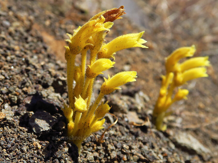 Franciscan (clustered) broomrape (Aphyllon franciscanum (Orobanche fasciculata var. franciscana)) [Rock Creek Road, Klickitat County, Washington]