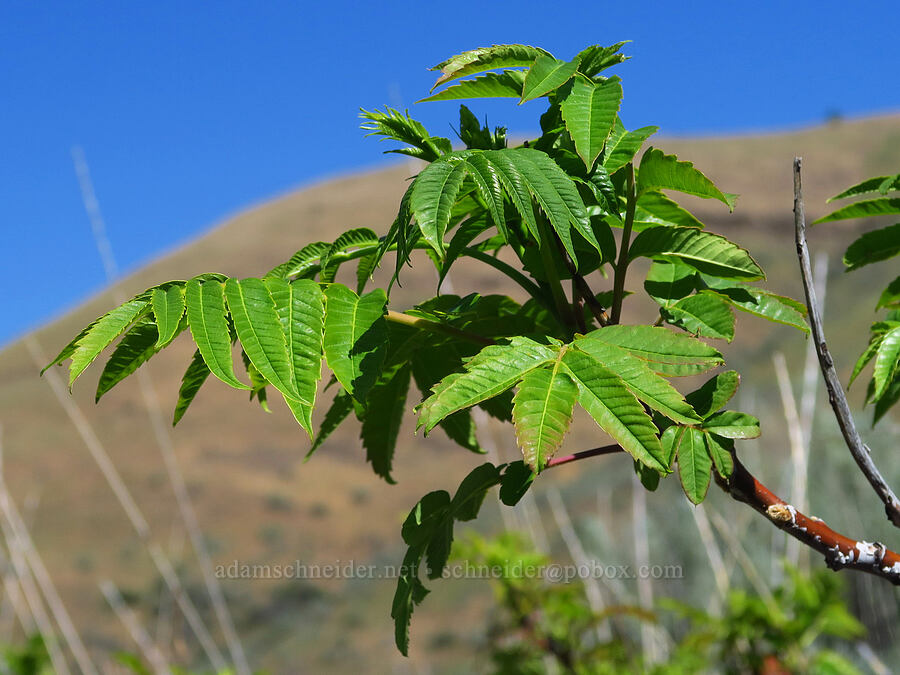 smooth sumac leaves (Rhus glabra) [Rock Creek Road, Klickitat County, Washington]