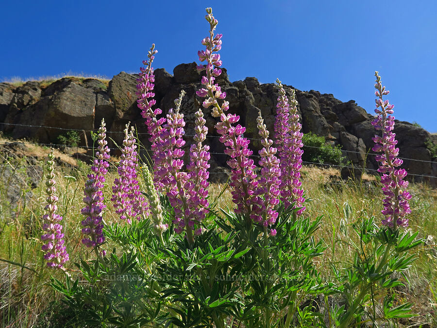 velvet lupine (Lupinus leucophyllus) [Rock Creek Road, Klickitat County, Washington]