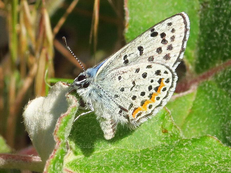 Columbian dotted-blue butterfly (Euphilotes columbiae) [Rock Creek Road, Klickitat County, Washington]