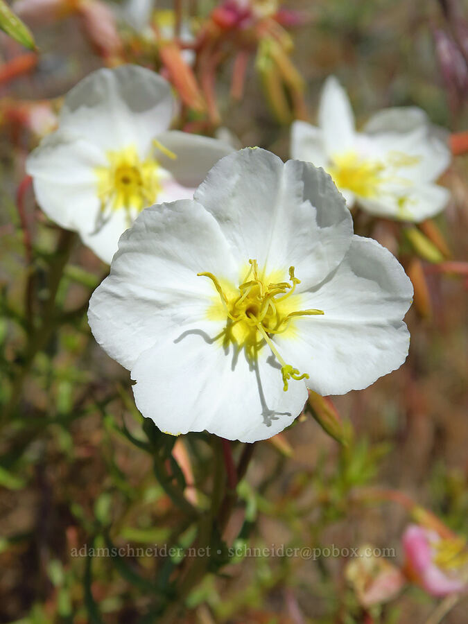 pale evening-primrose (Oenothera pallida) [Highway 14, Klickitat County, Washington]