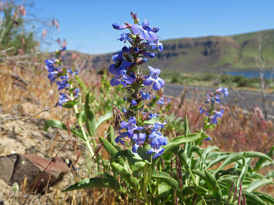 sand-dune penstemon (Penstemon acuminatus var. acuminatus) [Highway 14, Klickitat County, Washington]