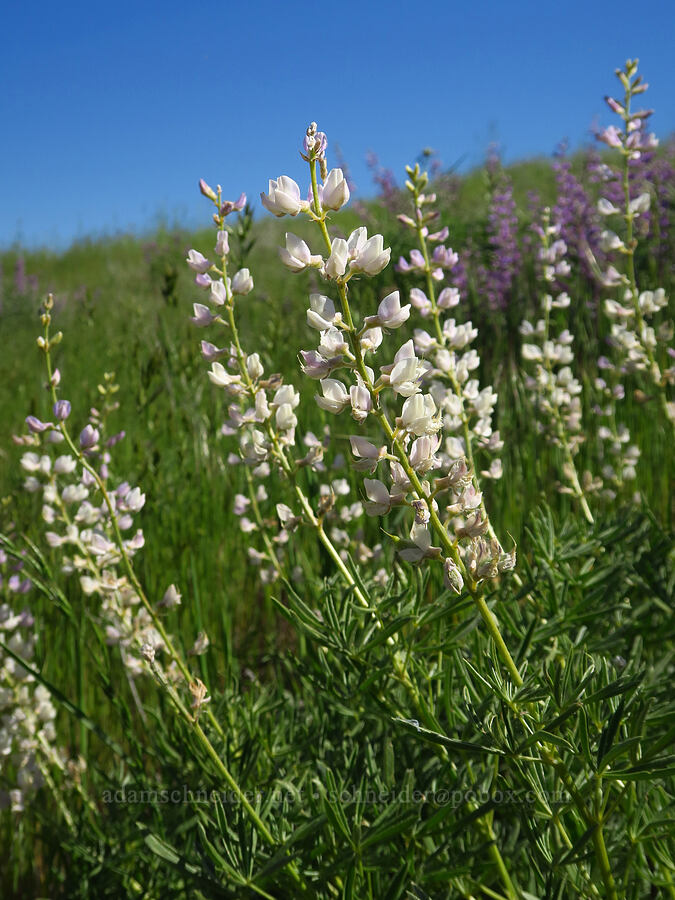 white spurred lupine (Lupinus arbustus) [Highway 14, Klickitat County, Washington]