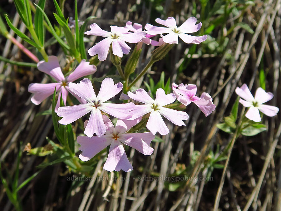 showy phlox (Phlox speciosa) [Highway 14, Klickitat County, Washington]