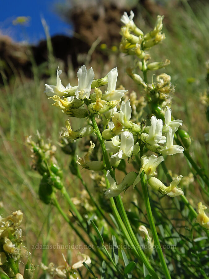 Yakima milk-vetch (Astragalus reventiformis) [Highway 14, Klickitat County, Washington]