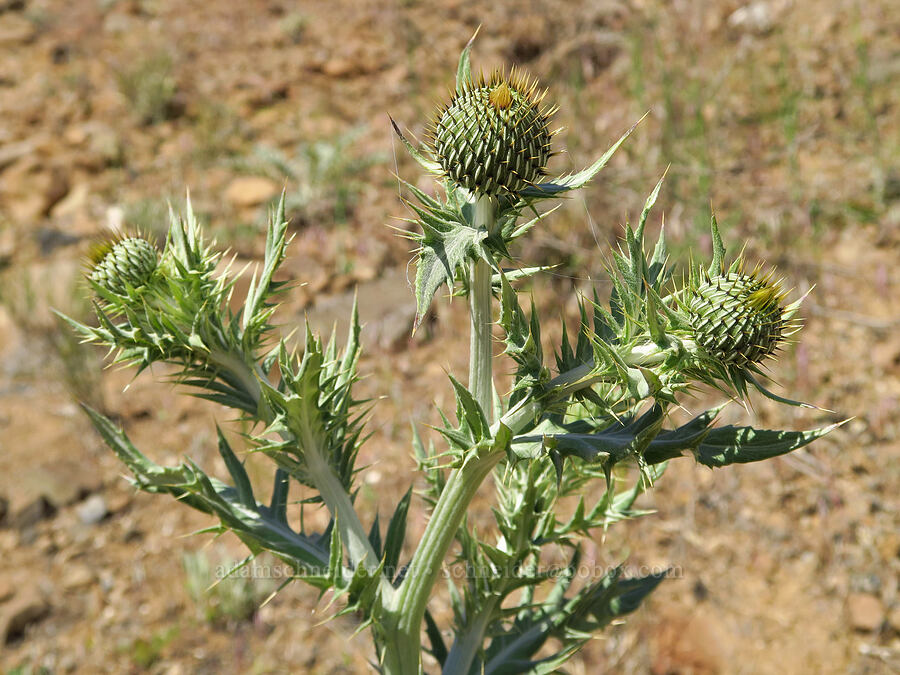 wavy-leaf thistle, budding (Cirsium undulatum) [Highway 14, Klickitat County, Washington]