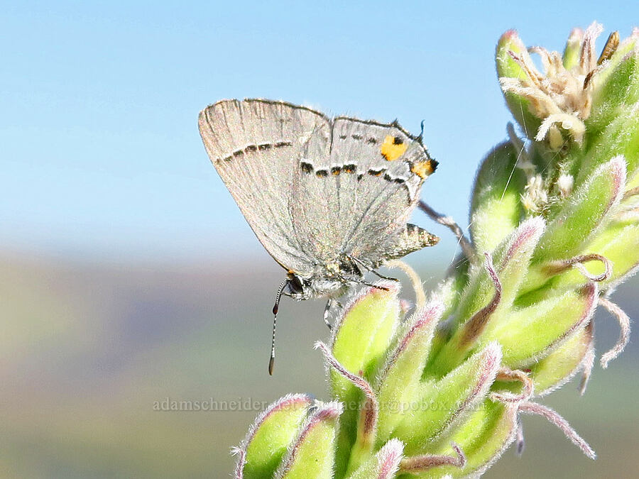 gray hairstreak butterfly on budding velvet lupine (Strymon melinus, Lupinus leucophyllus) [Highway 14, Klickitat County, Washington]