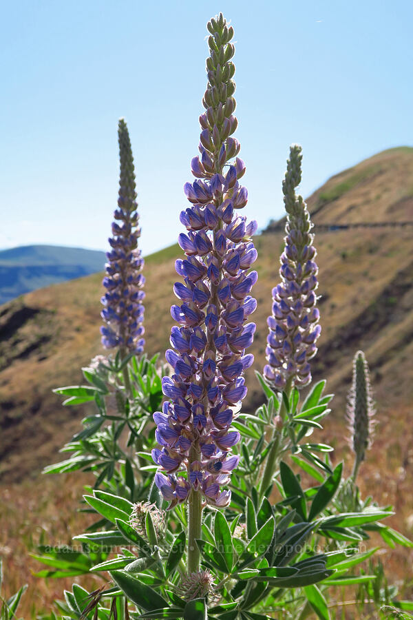 velvet lupine (Lupinus leucophyllus) [Highway 14, Klickitat County, Washington]