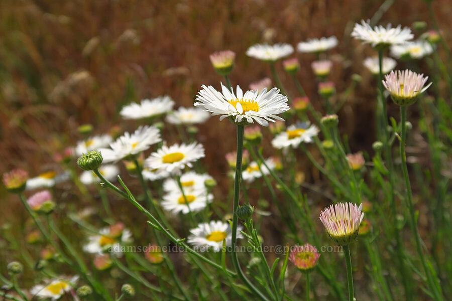 thread-leaf fleabane (Erigeron filifolius) [Highway 14, Klickitat County, Washington]