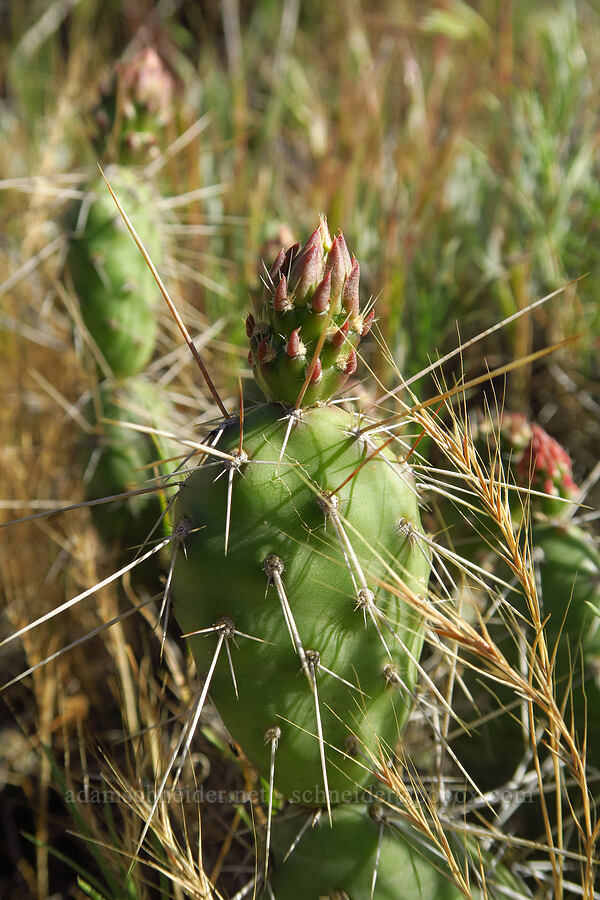 Columbia prickly-pear cactus (Opuntia x columbiana (Opuntia columbiana)) [Highway 14, Klickitat County, Washington]