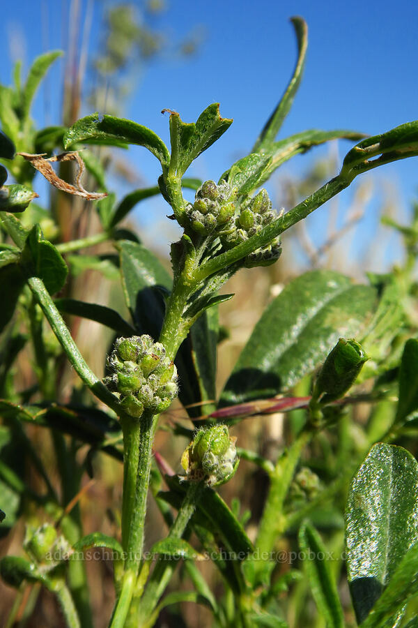 lemon scurf-pea, budding (Ladeania lanceolata (Psoralidium lanceolatum)) [Highway 14, Klickitat County, Washington]