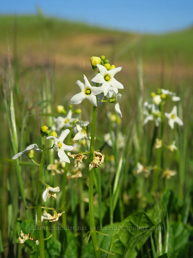 coastal manroot (Marah oregana (Marah oreganus)) [near Horsethief Butte, Klickitat County, Washington]