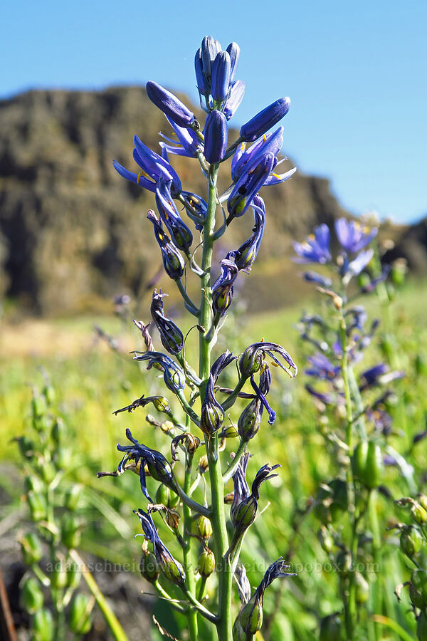 great camas (Camassia leichtlinii ssp. suksdorfii) [near Horsethief Butte, Klickitat County, Washington]