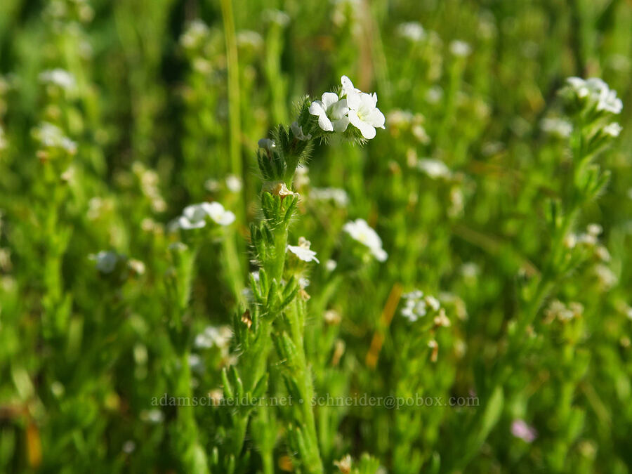 popcorn-flower (Plagiobothrys sp.) [near Horsethief Butte, Klickitat County, Washington]