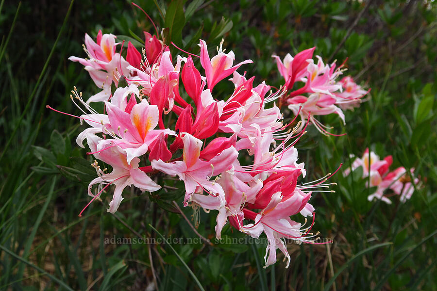 western azalea (Rhododendron occidentale) [Forest Road 4201-029, Rogue River-Siskiyou National Forest, Josephine County, Oregon]